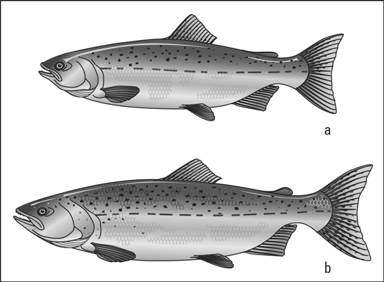 Pacific salmon