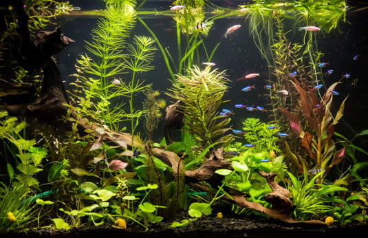 Freshwater Aquariums For Dummies Cheat Sheet