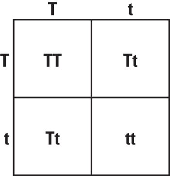 ged-genotype