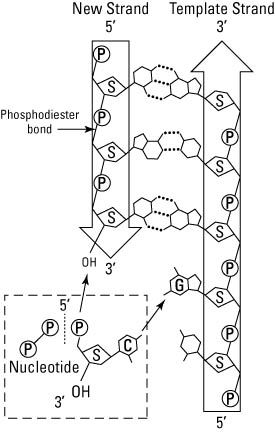 illustration of DNA