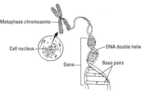 illustration of cell nucleus