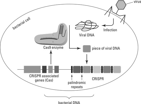 The CRISPR-Cas9 system in bacteria.