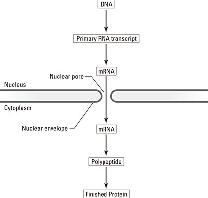 illustration showing the Central Dogma of Genetics