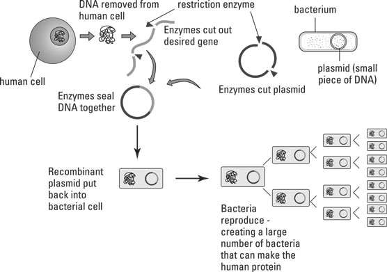 Cloning a gene.