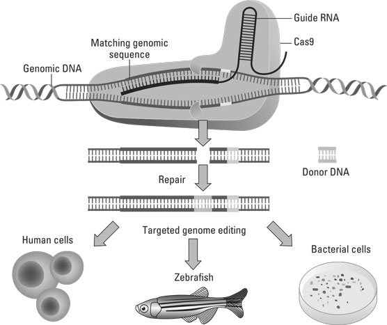 gene editing