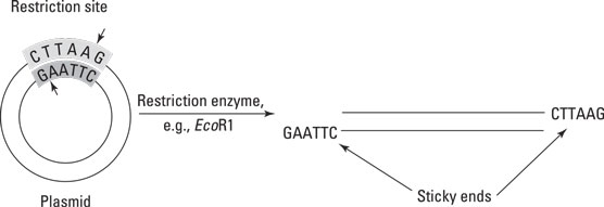 Restriction enzymes.