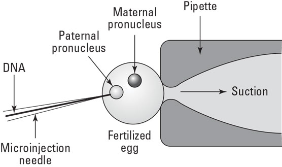 transgenes into mice