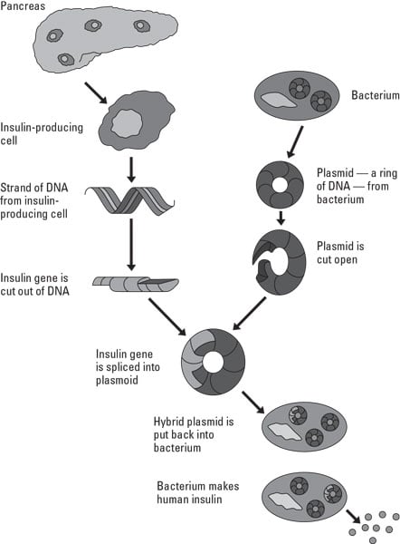 transgenic bacteria to make insulin