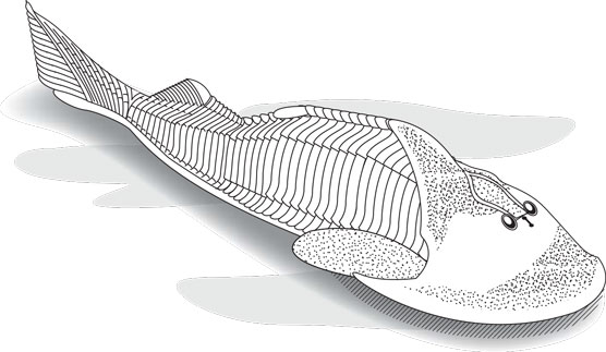 Ostracoderm