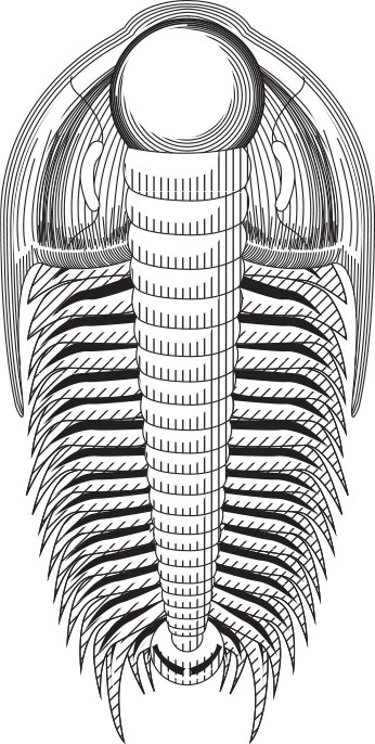 A trilobite.