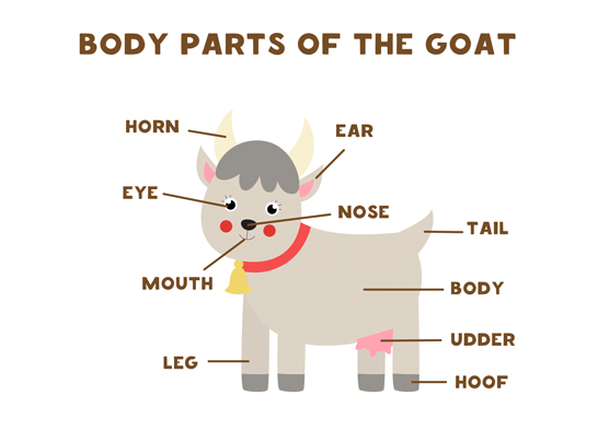 cartoon goat's anatomy