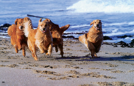 Golden Retrievers running