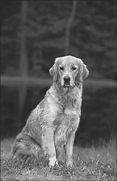 grown Golden Retriever