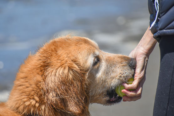 an older Golden Retriever