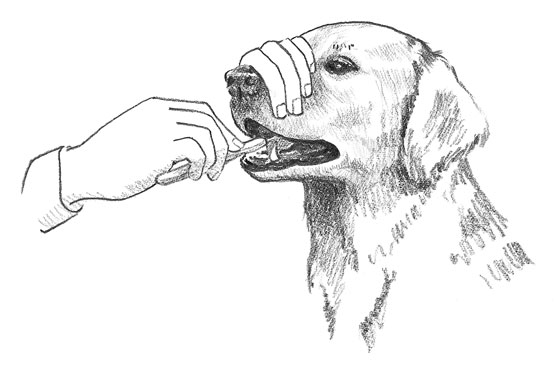 Golden Retriever dental care