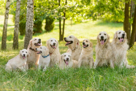 row of golden retrievers