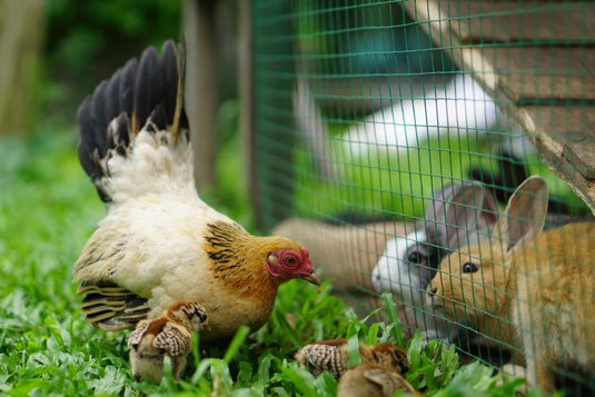 homesteading rabbits