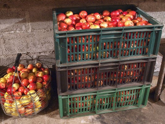 storing apples on the homestead