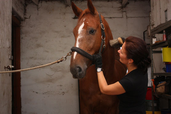 horse grooming