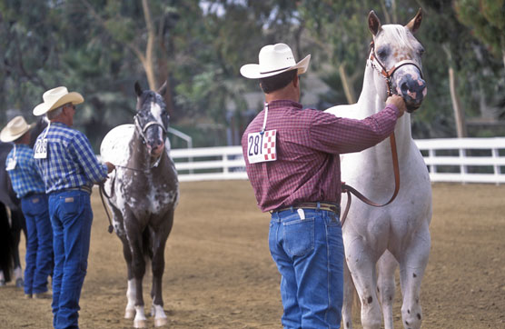 halter class