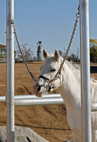 horse secured in cross-ties