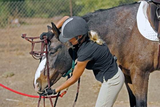 Putting on an English bridle.