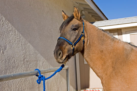 horse tied to hitching post