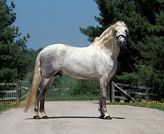 Beyond The Top 10 Horse Breeds Rare Breeds Dummies