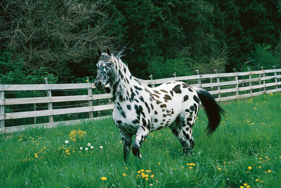 Appaloosa