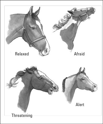 common horse facial expressions