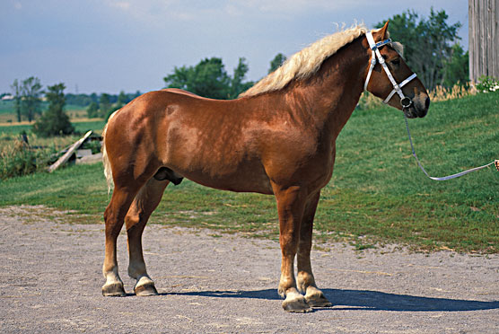 Belgian horse