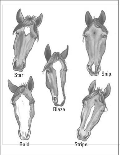 horse facial markings