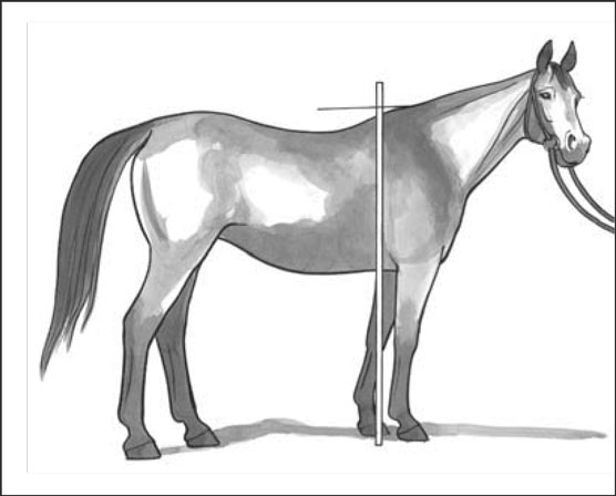 Measuring a horse