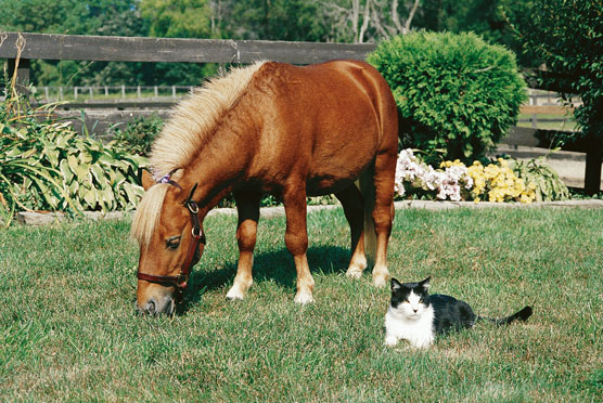 Miniature Horse