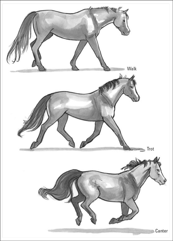 Illustrated horse movements