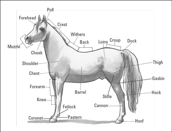 Parts of a horse