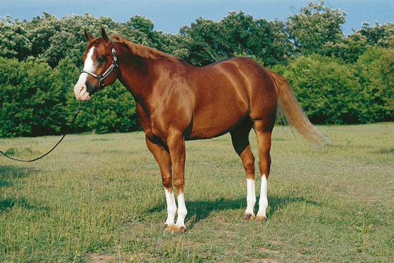 Quarter Horse