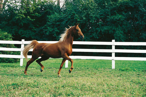 Saddlebred