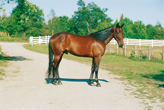 Standardbred