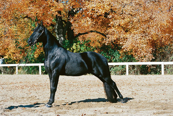 Tennessee Walking Horse