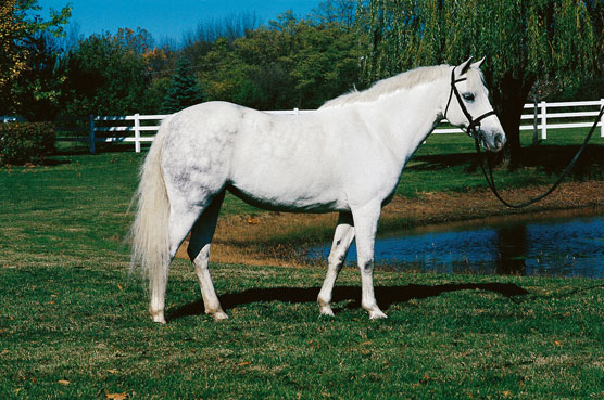 Beyond the Top 10 Horse Breeds: Pony Breeds and Warmbloods - dummies