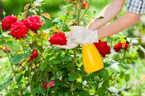 How To Plant A Rose Bush For Beginners