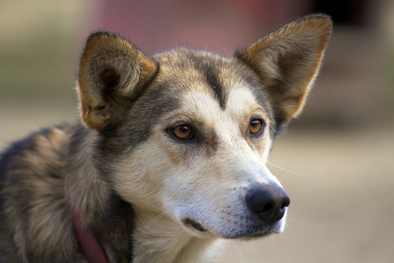 “Alaskan Huskies”