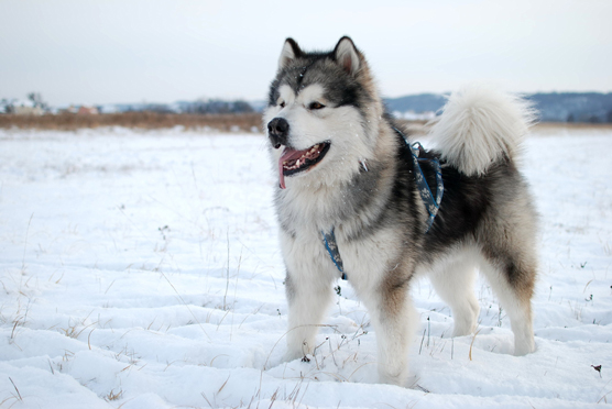 can a alaskan husky live in greenland