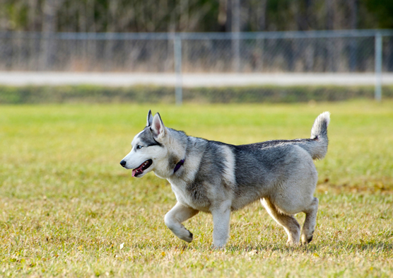 “Miniature Huskies”