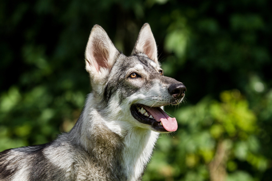 Siberian Husky Lookalikes and Imposters - dummies