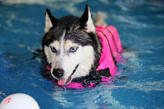 Huskies water safety