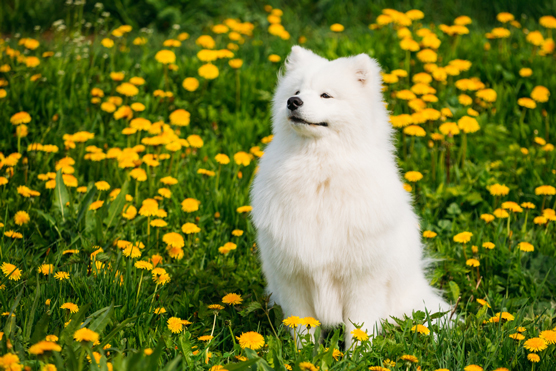 Samoyeds