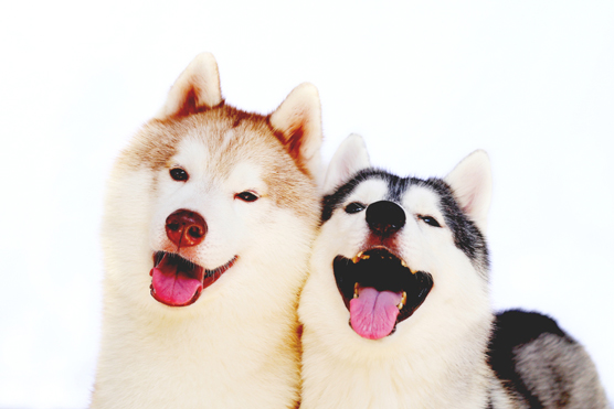 Huskies smile
