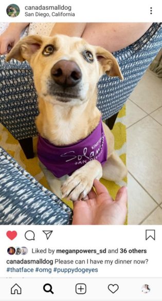 Instagram dog photo